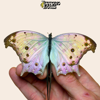 Salamis parhassus Salamis parhassus espécimen extendido, alas azul nacarado iridiscentes, procedencia sostenible