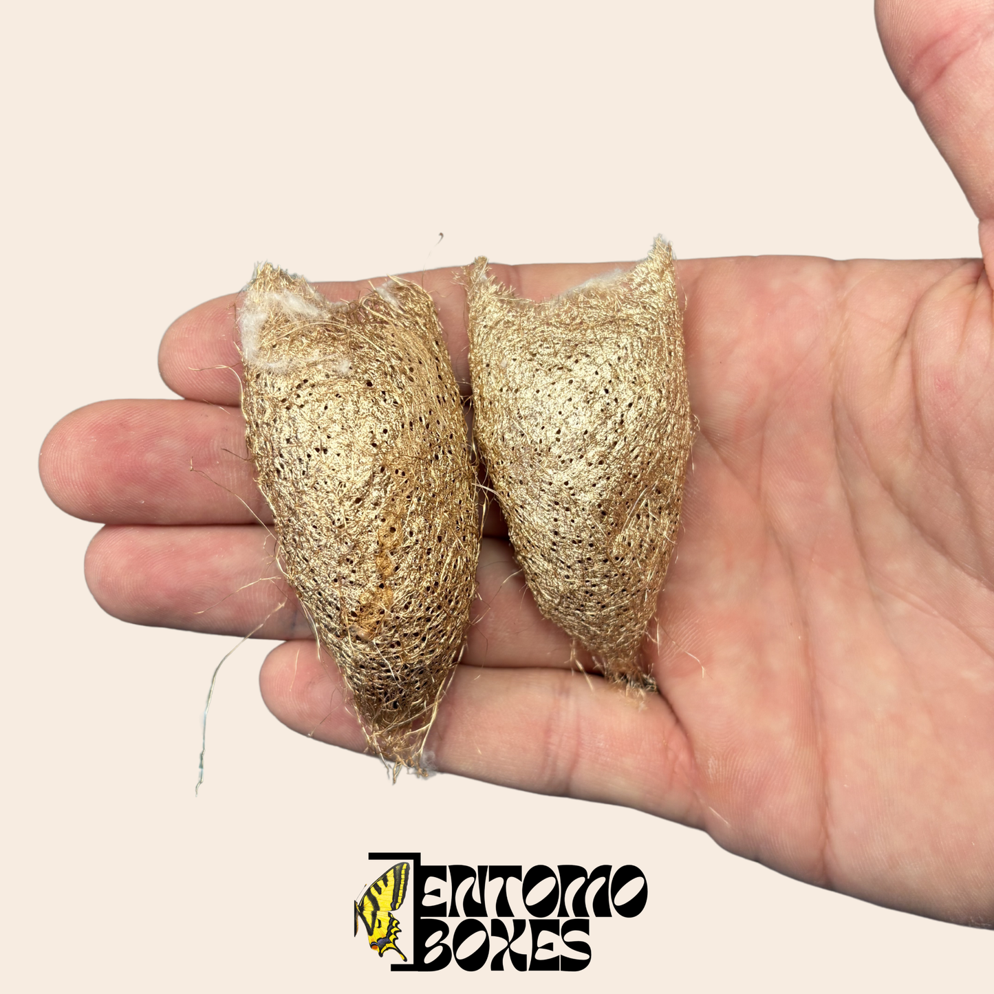 Ceranchia apollina Capullos — Solo UE