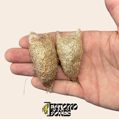 Ceranchia apollina Capullos — Solo UE