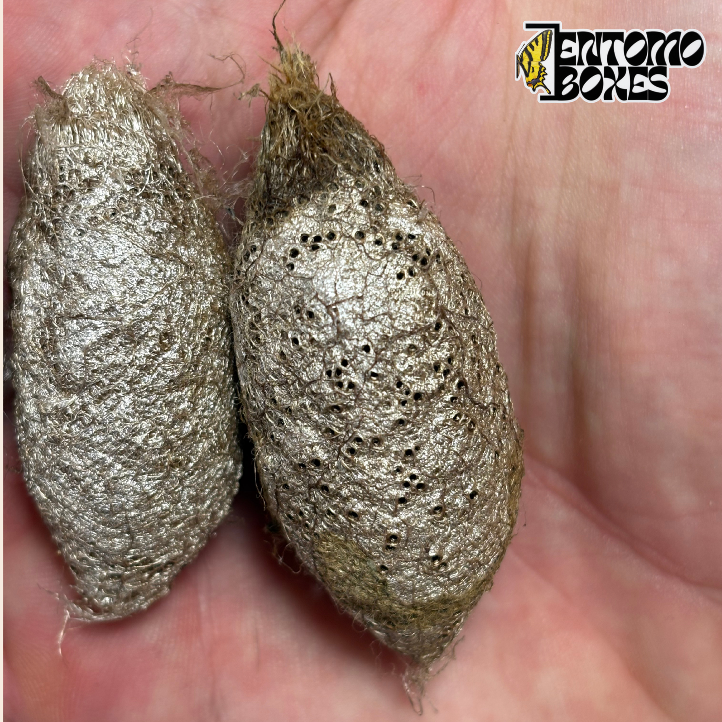 Dos capullos de Argema mimosae, capullos de seda perforados y plateados sostenidos en la mano para mostrar el tamaño