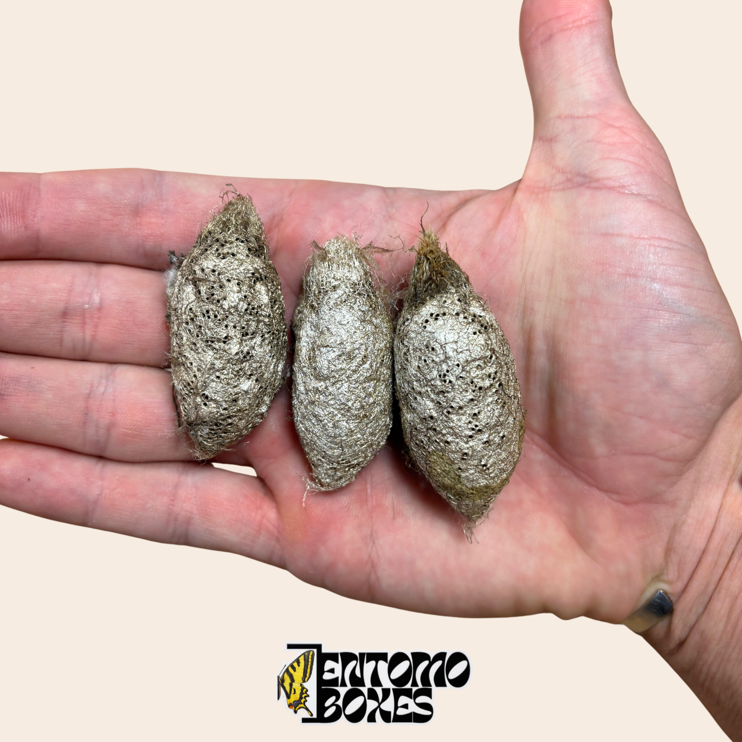 Tres capullos de Argema mimosae en la palma de la mano, mostrando el tamaño natural y la textura perforada del capullo