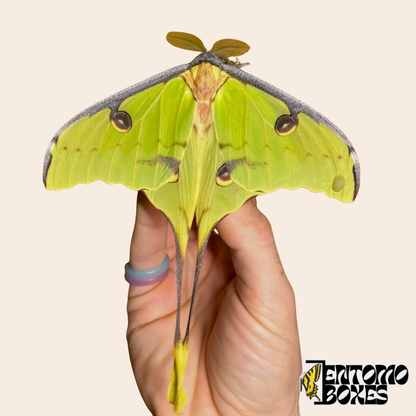 Polilla luna africana adulta (Argema mimosae) con alas verde pálido y largas colas, sostenida en la mano