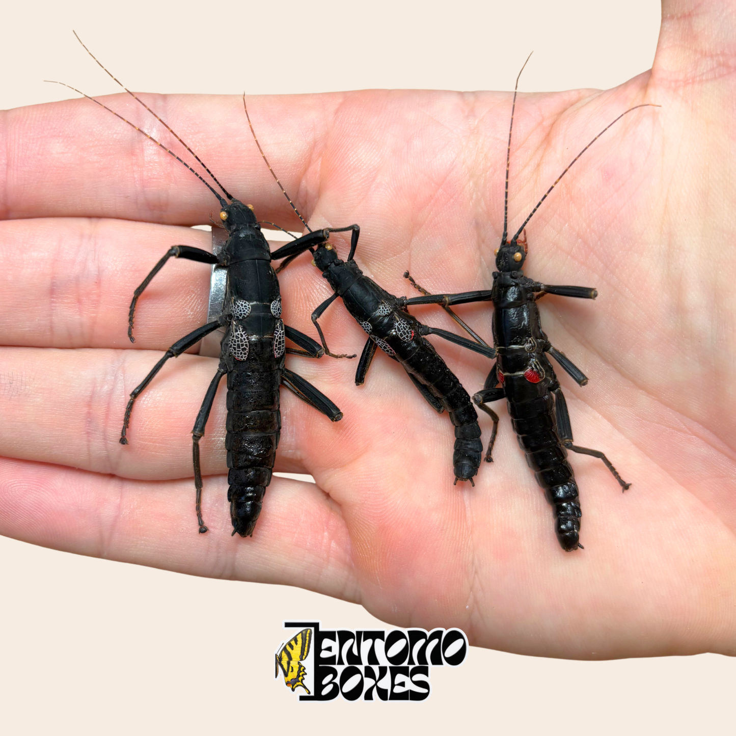 Tres especímenes secos de Peruphasma schultei, insectos palo Black Beauty, sostenidos en la mano para mostrar el tamaño