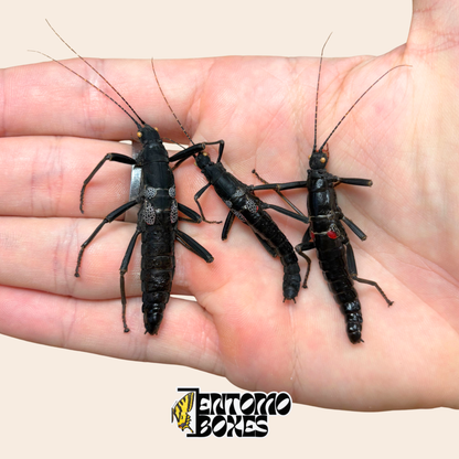 Tres especímenes secos de Peruphasma schultei, insectos palo Black Beauty, sostenidos en la mano para mostrar el tamaño