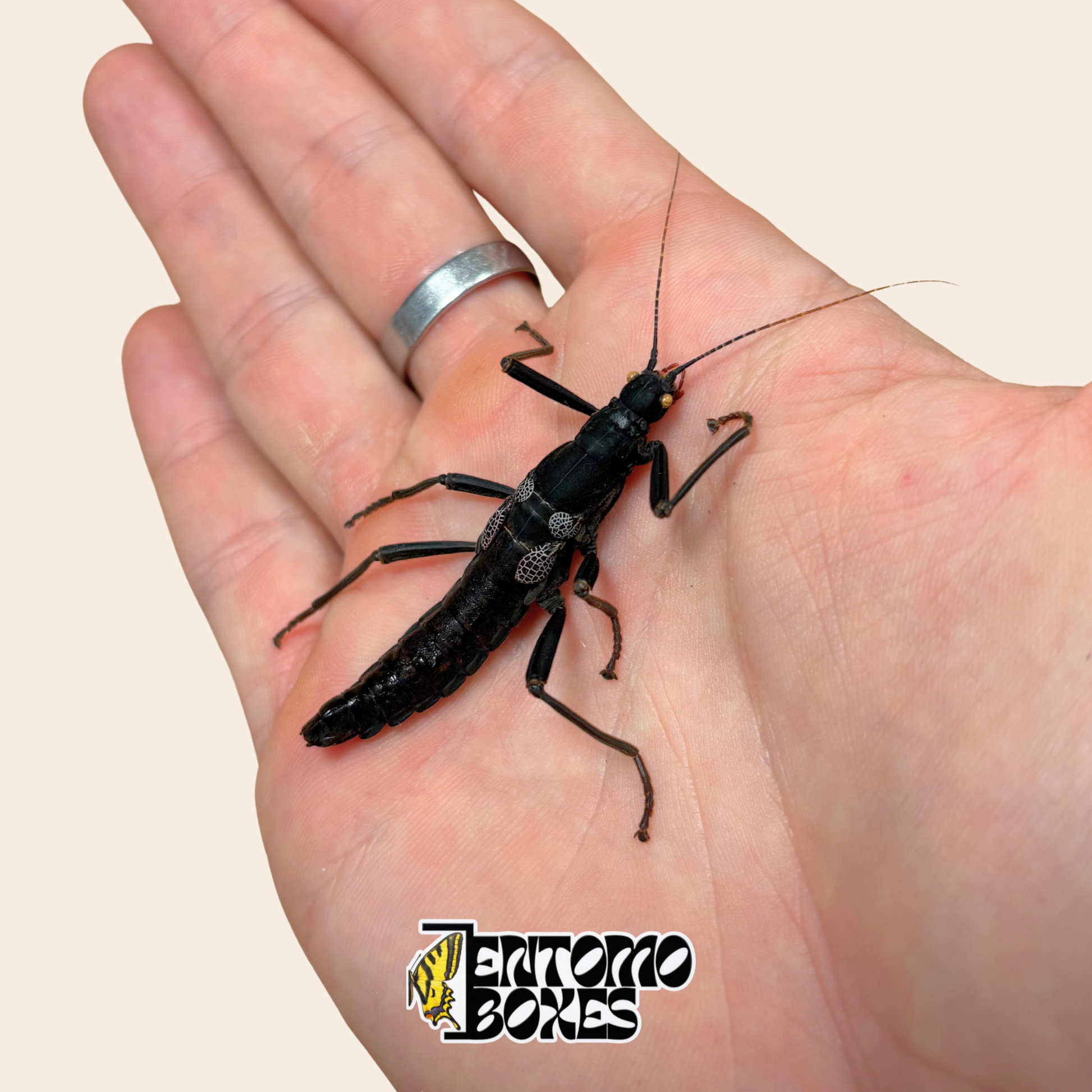 Espécimen seco de Peruphasma schultei, insecto palo Black Beauty, mostrando cuerpo negro brillante y marcas moteadas claras