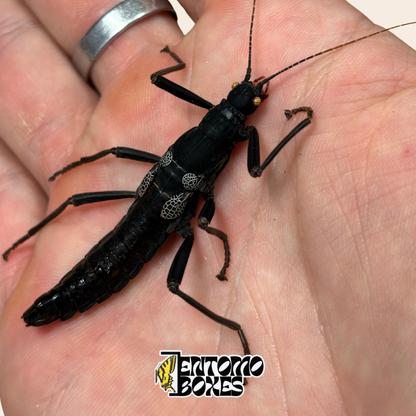 Primer plano de la cabeza y las largas antenas de un espécimen seco de Peruphasma schultei, insecto palo Black Beauty