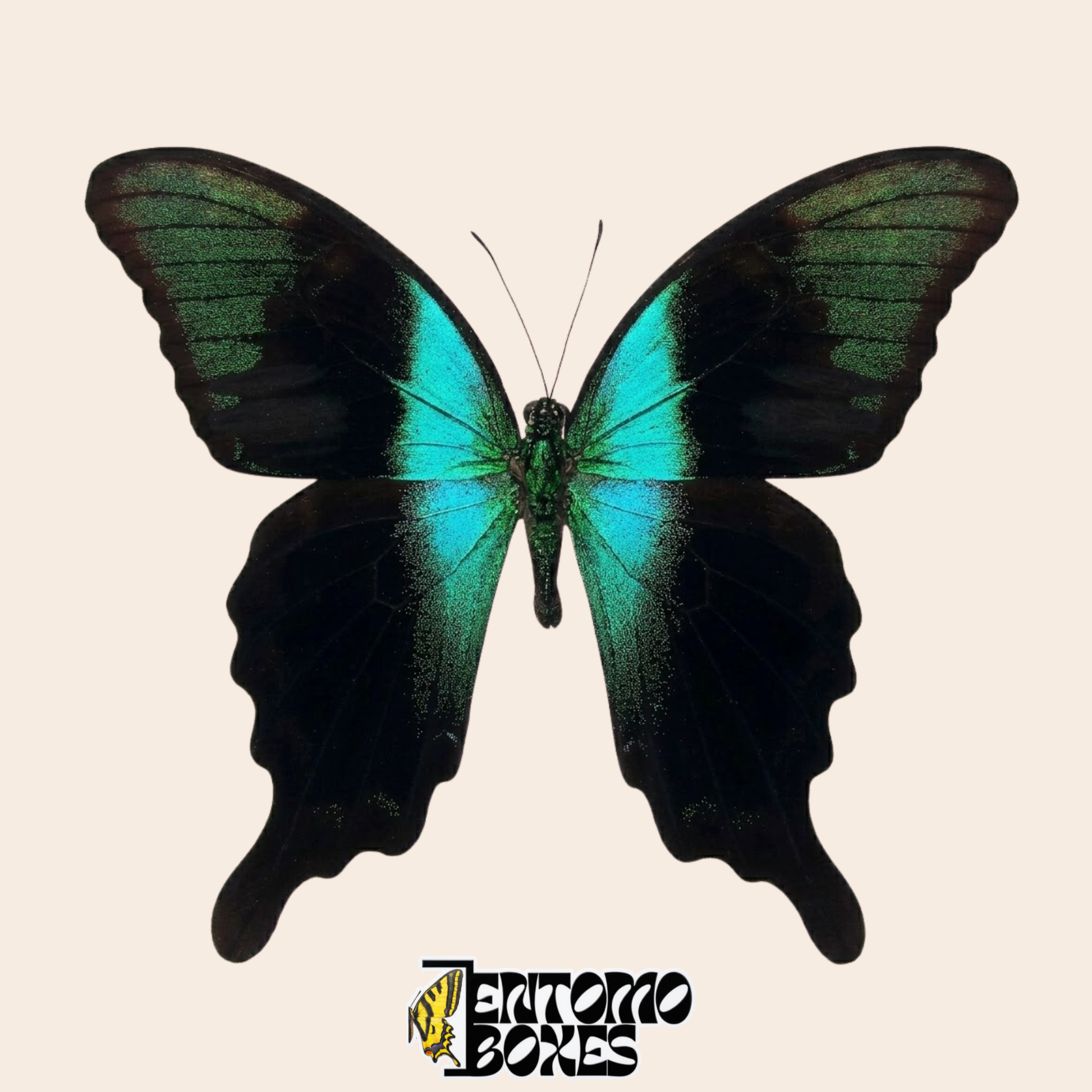Papilio peranthus mariposa montada con alas verdes abiertas