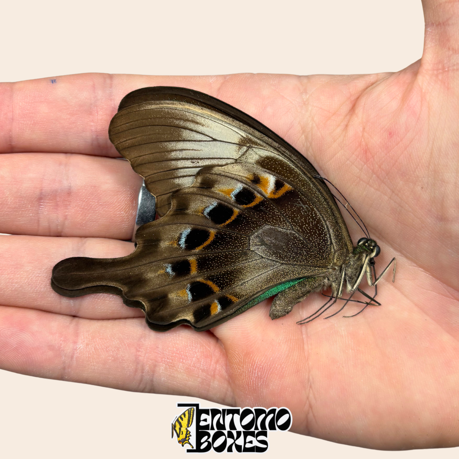 Papilio peranthus espécimen embolsado con alas cerradas sostenido en la mano