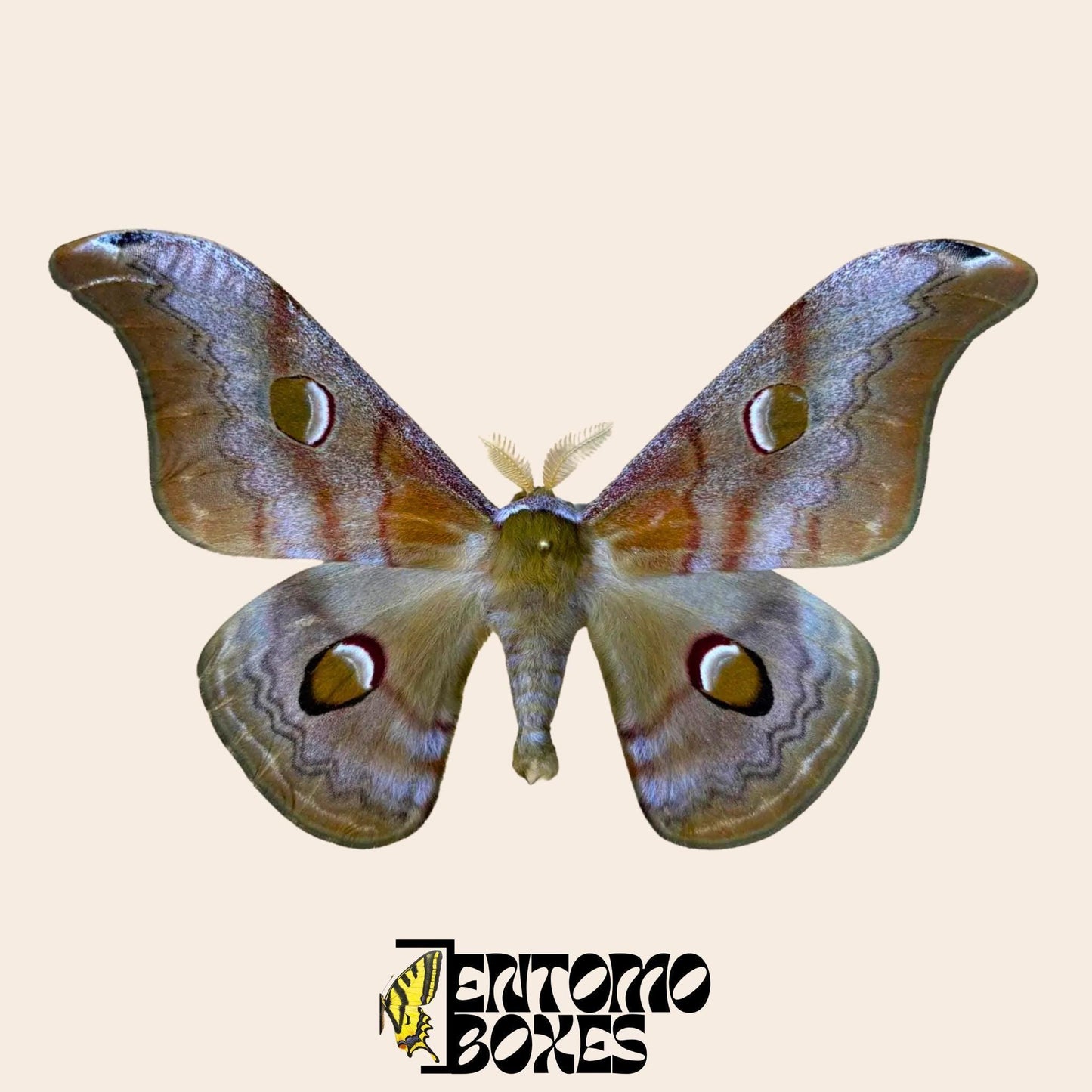 Saturnia cachara extendido macho con open alas