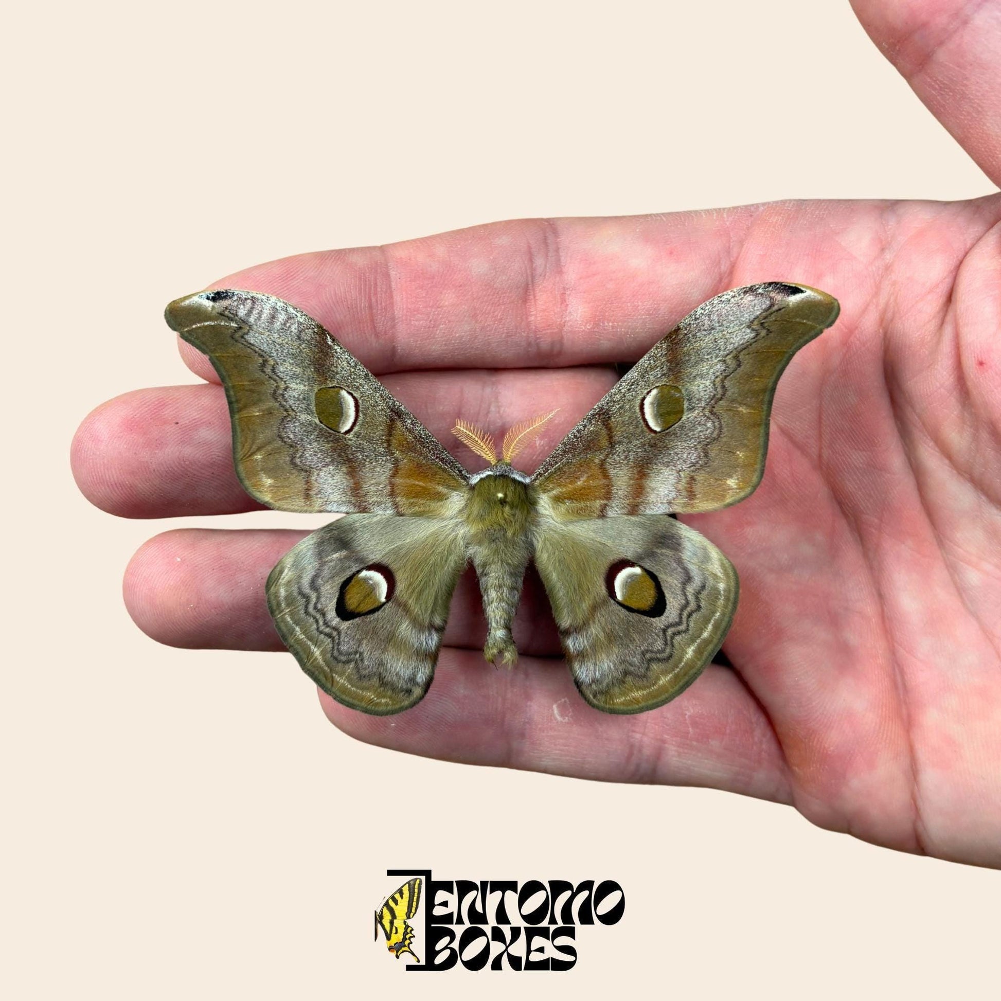 Saturnia cachara polilla séricigena macho espécimen extendido, grandes alas con hermosos patrones, procedencia sostenible