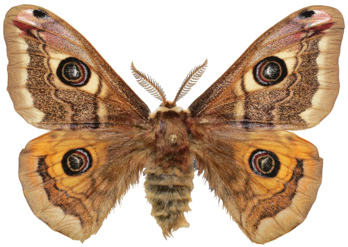 Polilla macho adulta de Saturnia pavoniella con las alas extendidas, con un ocelo en cada una de sus cuatro alas marrones y naranjas