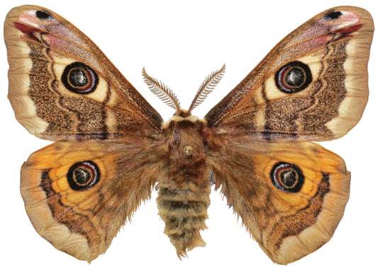 Polilla macho adulta de Saturnia pavoniella con las alas extendidas, con un ocelo en cada una de sus cuatro alas marrones y naranjas