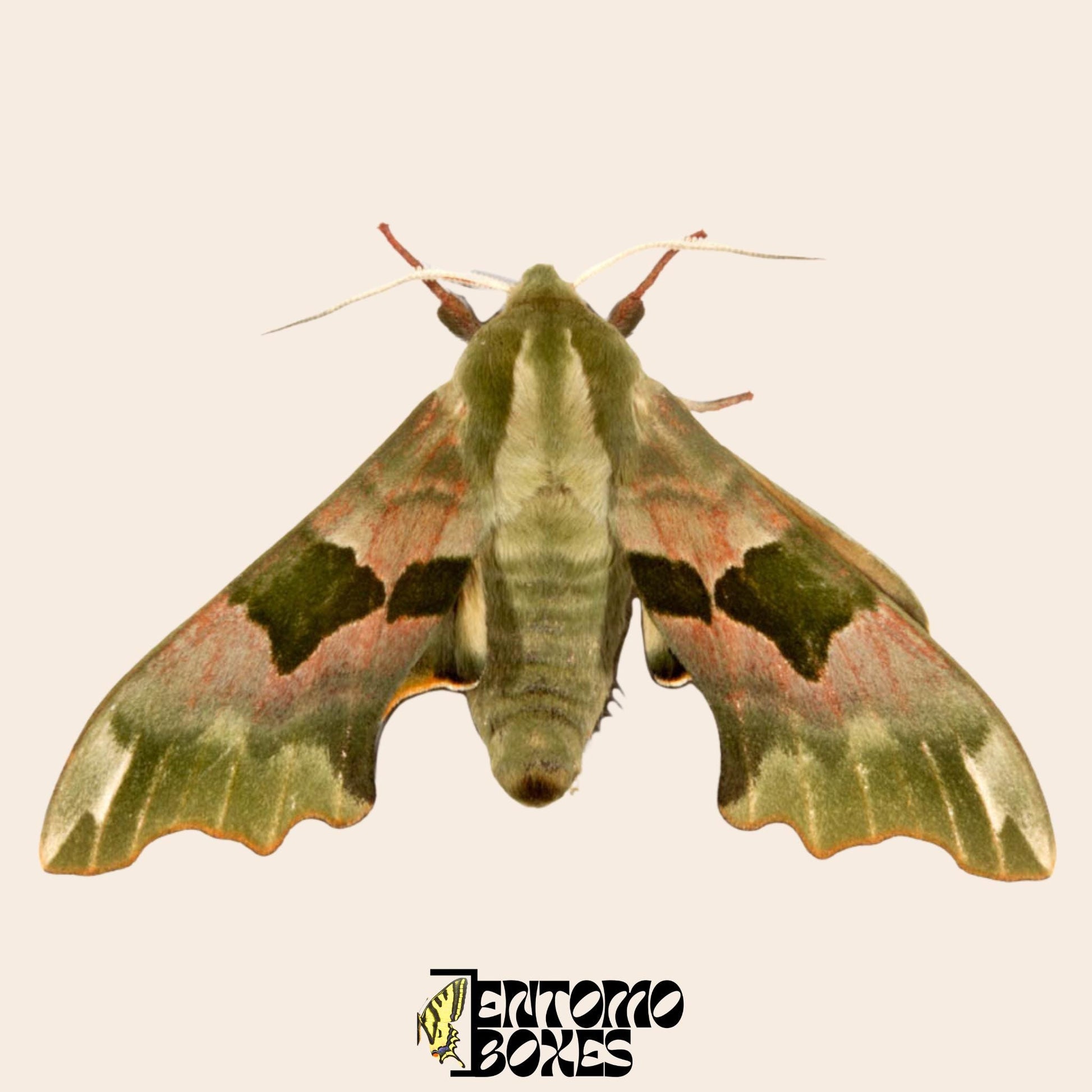 mimas tiliae hawkmoth espécimen con open alas