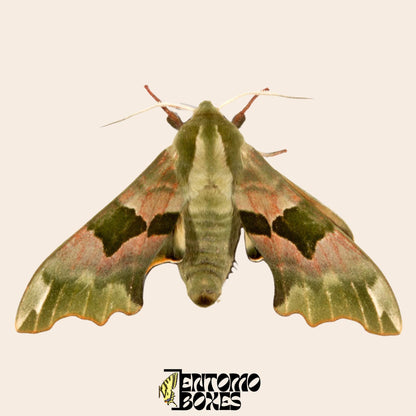 mimas tiliae hawkmoth espécimen con open alas