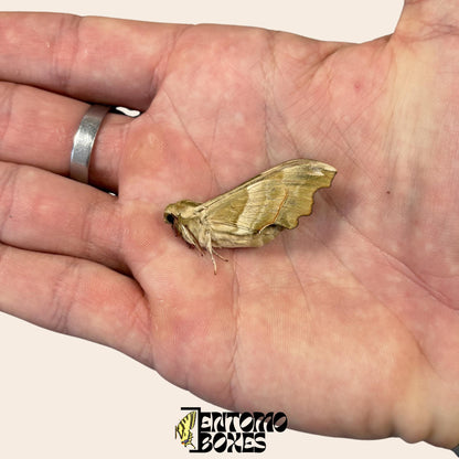 mimas tiliae hawkmoth espécimen con alas cerradas