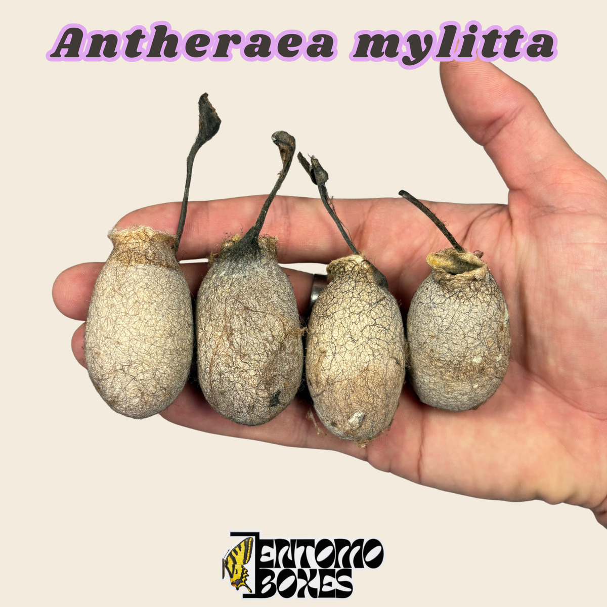 Capullo vacío de Antheraea mylitta, cáscara de capullo eclosionado color tostado pálido en la mano