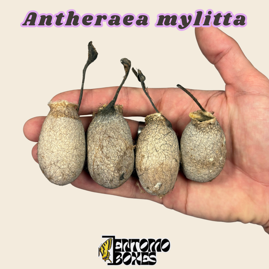 Capullo vacío de Antheraea mylitta, cáscara de capullo eclosionado color tostado pálido en la mano