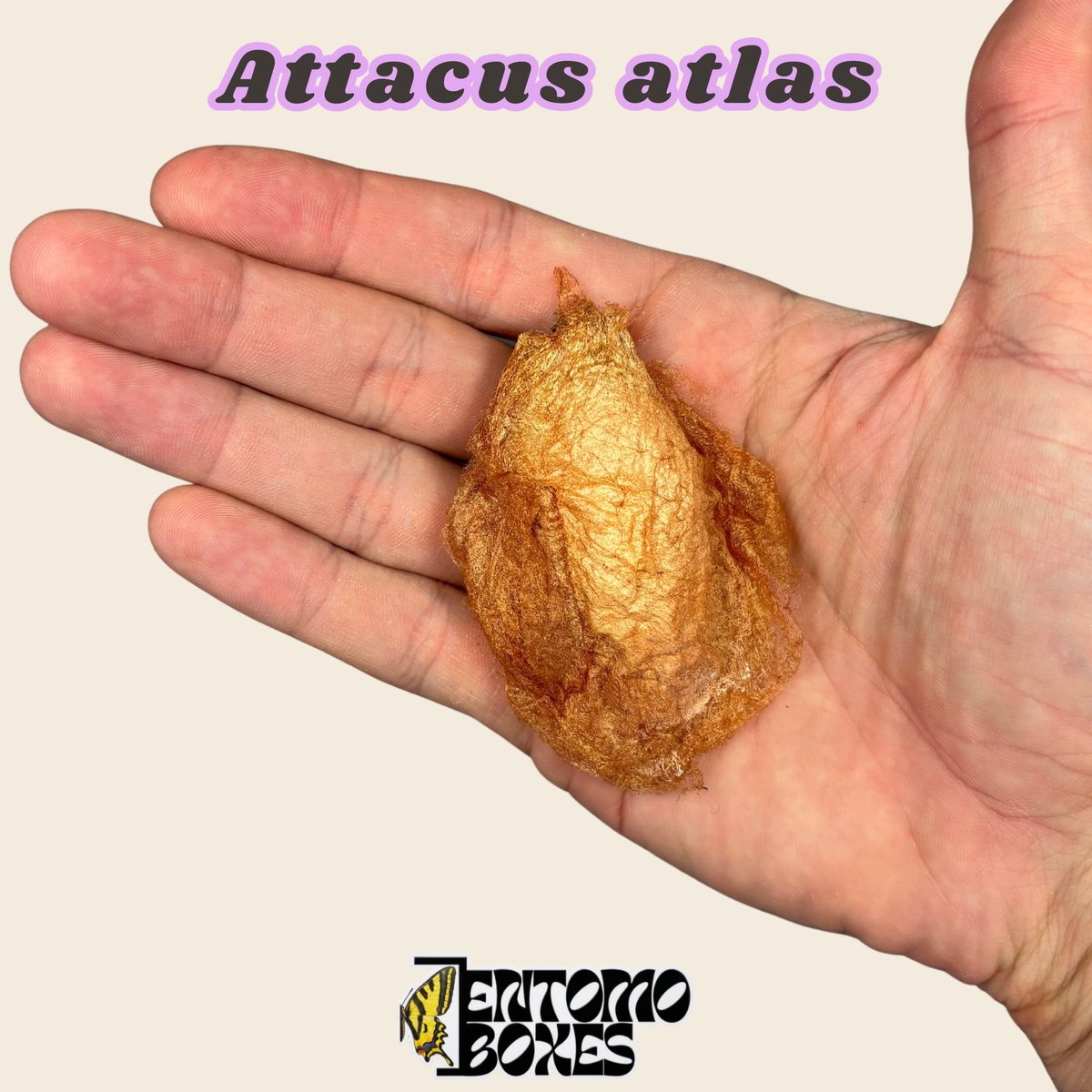Capullo vacío de Attacus atlas, cáscara de capullo eclosionado marrón dorado en la mano