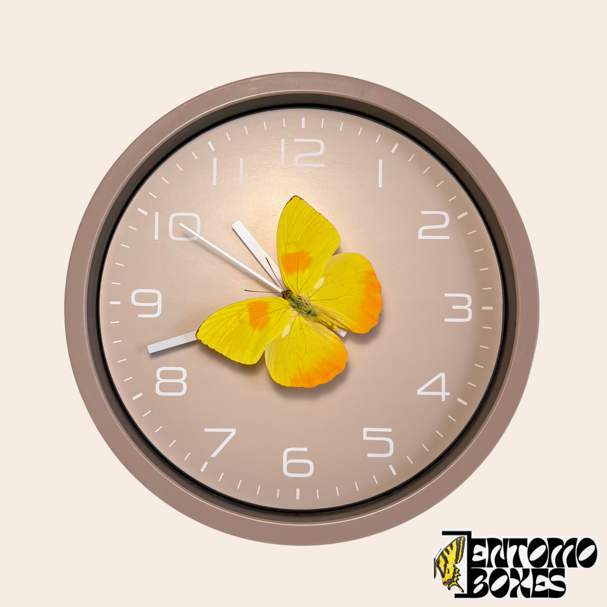 Reloj de pared gris topo con una mariposa amarilla real (Phoebis philea) sobre el segundero, vista frontal