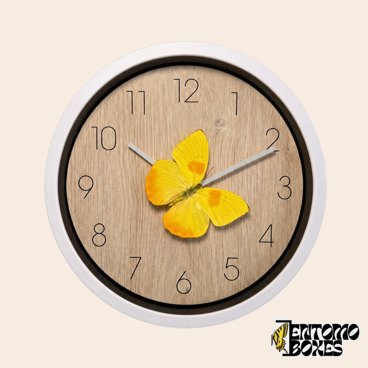 Reloj de pared blanco con esfera efecto madera clara y una mariposa amarilla real Phoebis philea sobre el minutero, vista frontal