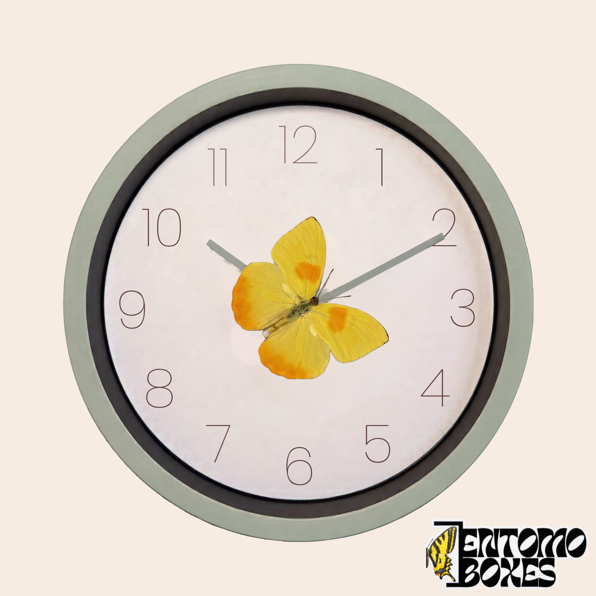 Reloj de pared verde salvia con esfera blanca y una mariposa real Phoebis philea sobre el minutero, vista frontal