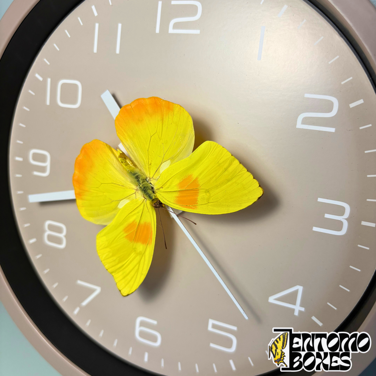 Vista en ángulo del reloj gris topo con la mariposa amarilla real sobre la esfera, sin cristal delante