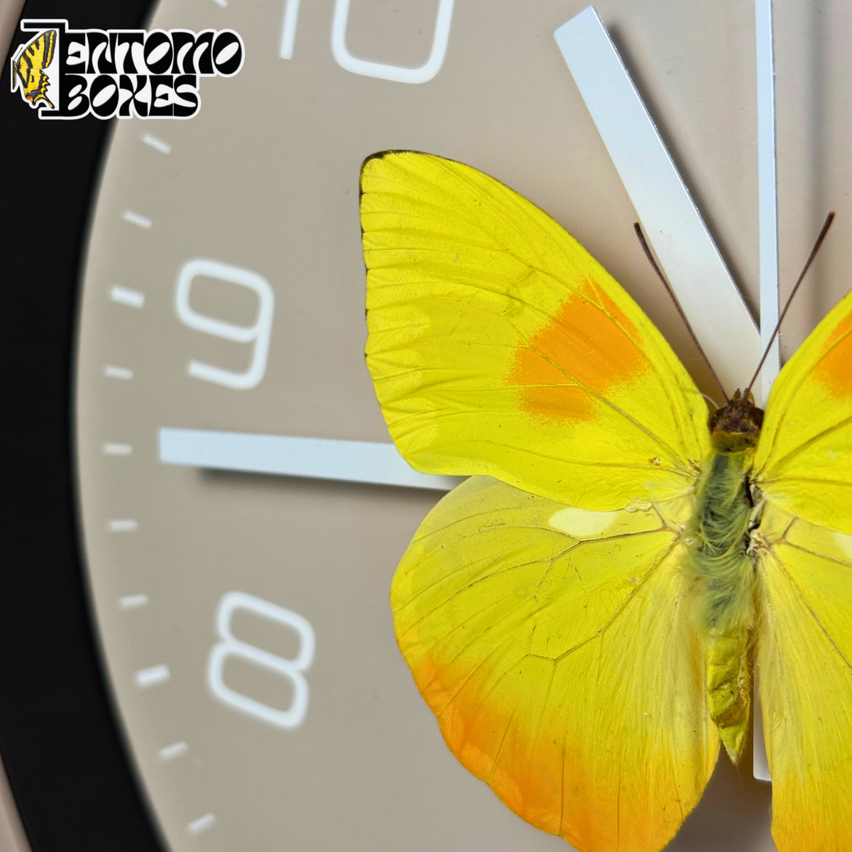 Primer plano de la mariposa Phoebis philea con manchas naranjas en sus alas amarillas y cuerpo verde peludo sobre la esfera gris topo