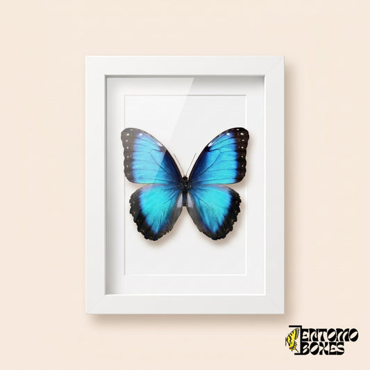 Morpho azul (Morpho helenor) en un marco vitrina blanco, vista frontal