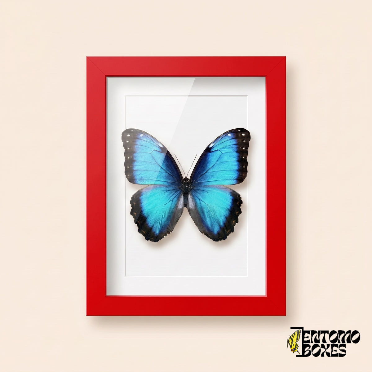 Morpho azul (Morpho helenor) en un marco vitrina rojo, vista frontal