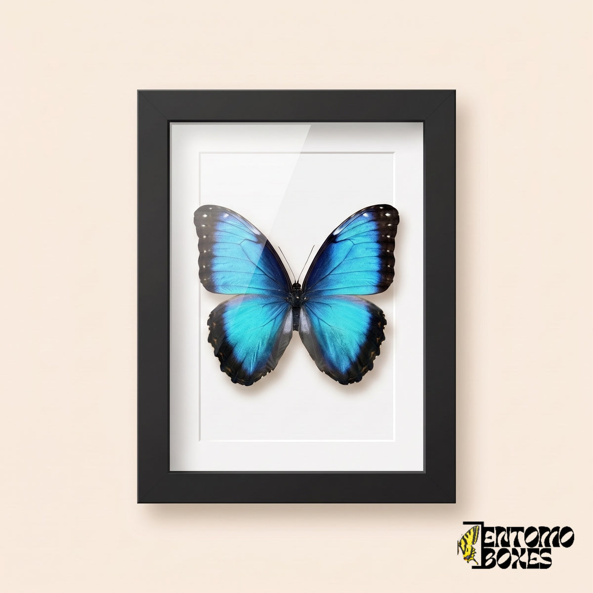 Morpho azul (Morpho helenor) en un marco vitrina negro, vista frontal