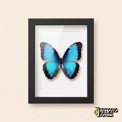 Morpho azul (Morpho helenor) en un marco vitrina negro, vista frontal
