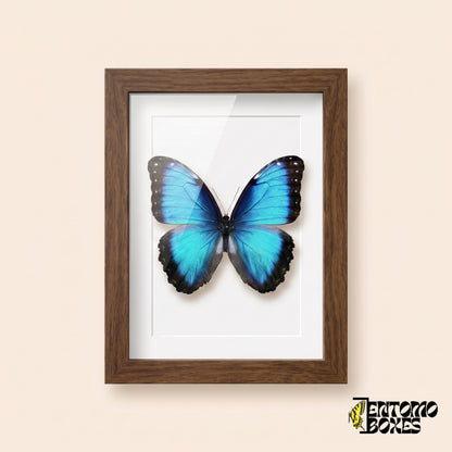 Morpho azul (Morpho helenor) en un marco vitrina de madera oscura, vista frontal