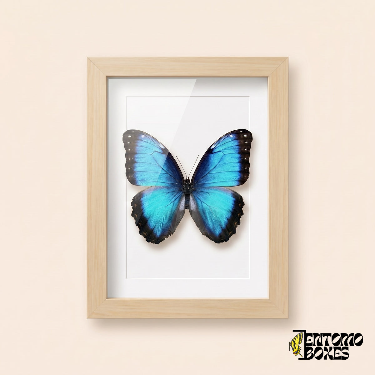 Morpho azul (Morpho helenor) en un marco vitrina de madera clara, vista frontal