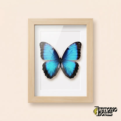 Morpho azul (Morpho helenor) en un marco vitrina de madera clara, vista frontal