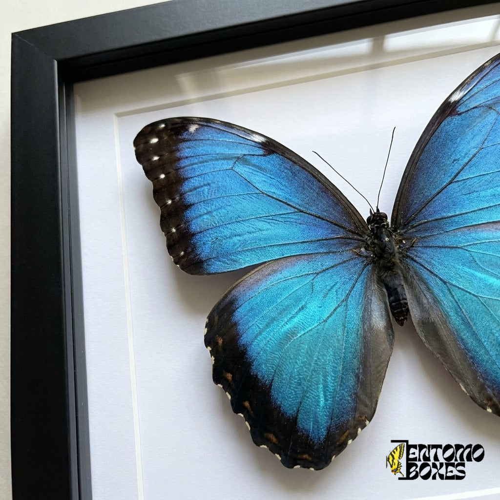 Primer plano del ala azul iridiscente del morpho tras el plexiglás en un marco negro