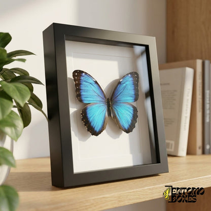 Morpho azul enmarcado sobre una estantería de madera, vista lateral que muestra la profundidad del marco
