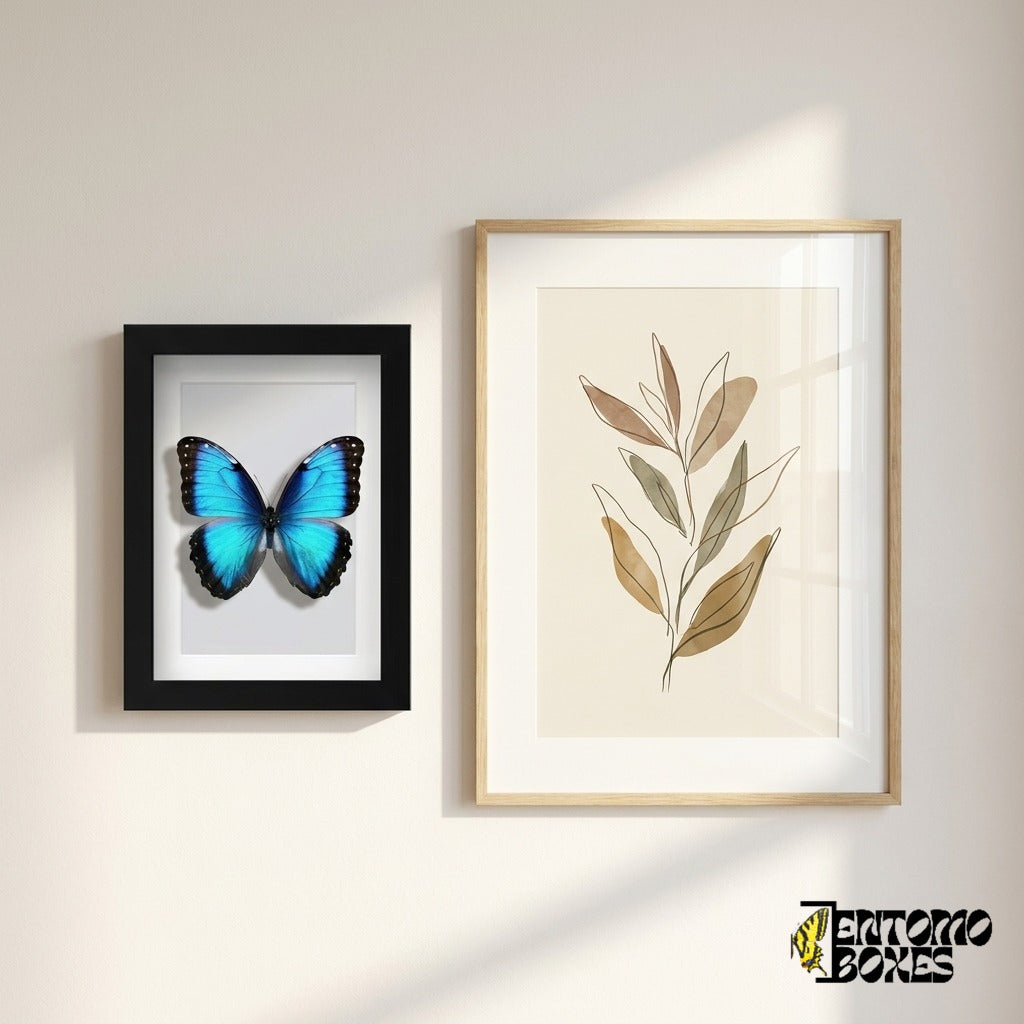 Morpho azul enmarcado colgado en la pared junto a un póster botánico