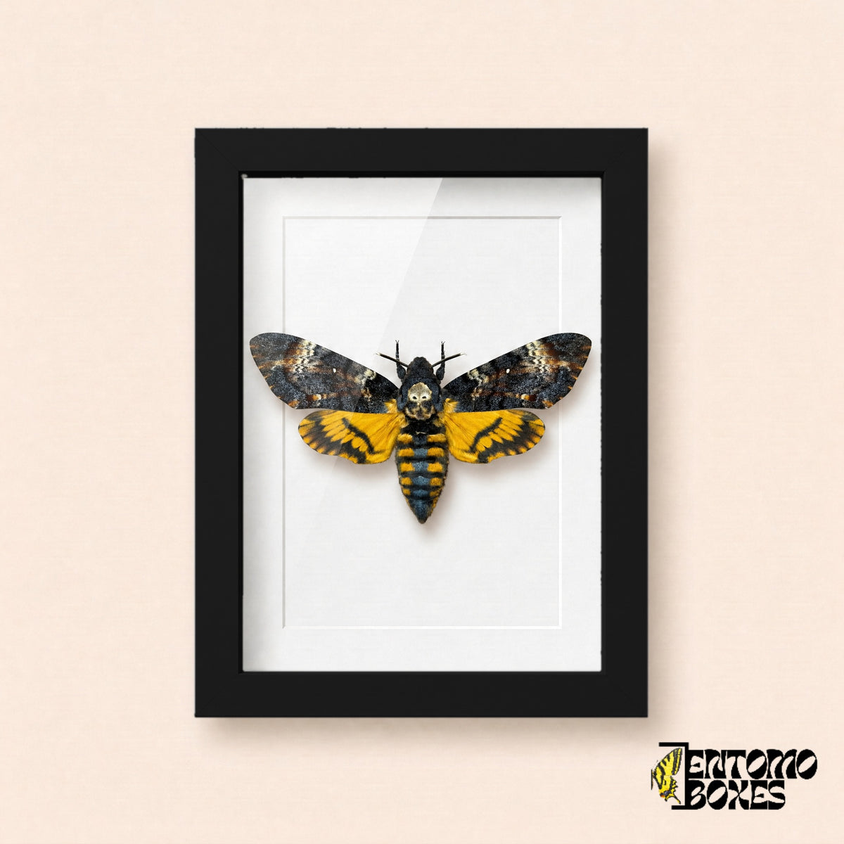 Esfinge de la calavera (Acherontia atropos) con dibujo de calavera y alas posteriores amarillas en un marco vitrina negro, vista frontal