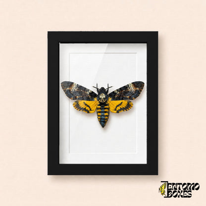 Esfinge de la calavera (Acherontia atropos) con dibujo de calavera y alas posteriores amarillas en un marco vitrina negro, vista frontal
