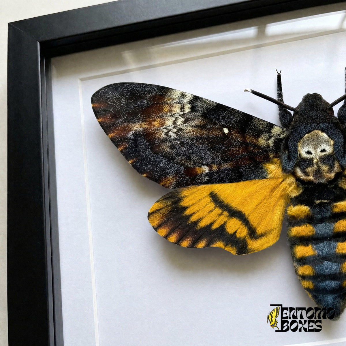 Primer plano del dibujo de calavera en el tórax, el ala anterior moteada y el ala posterior amarilla de Acherontia atropos tras el plexiglás en un marco negro
