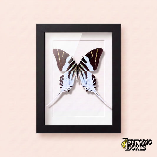 Cola de espada gigante (Graphium androcles) en un marco vitrina negro, vista frontal