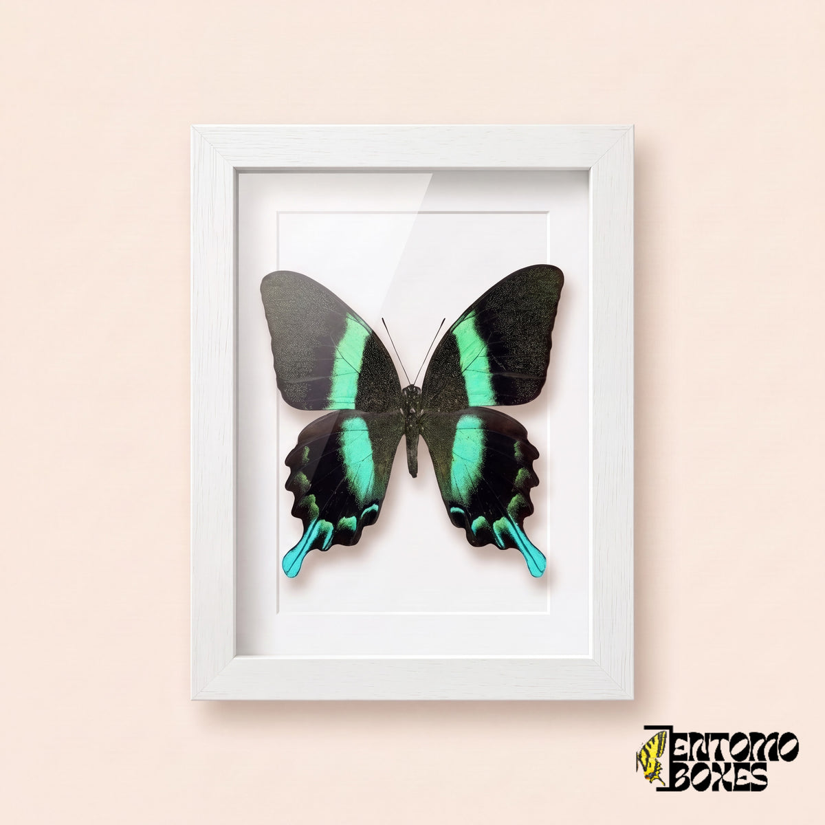 Cola de golondrina (Papilio blumei) con bandas verde esmeralda en un marco vitrina blanco, vista frontal