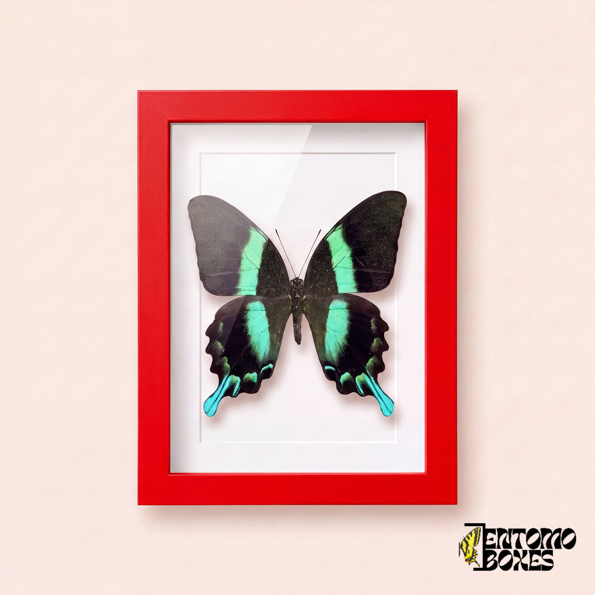 Cola de golondrina (Papilio blumei) en un marco vitrina rojo, vista frontal