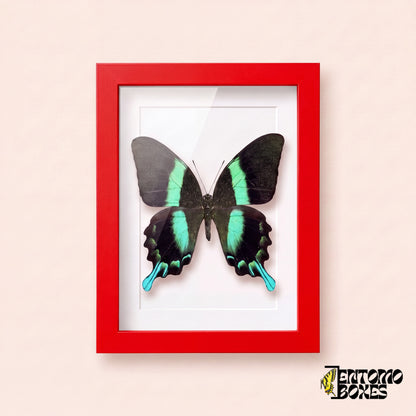 Cola de golondrina (Papilio blumei) en un marco vitrina rojo, vista frontal