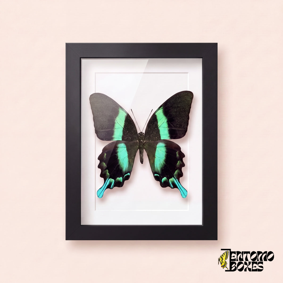 Cola de golondrina (Papilio blumei) en un marco vitrina negro, vista frontal