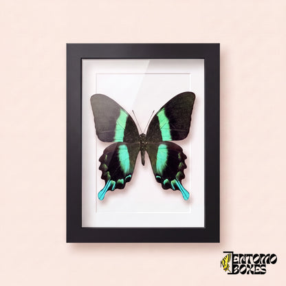 Cola de golondrina (Papilio blumei) en un marco vitrina negro, vista frontal