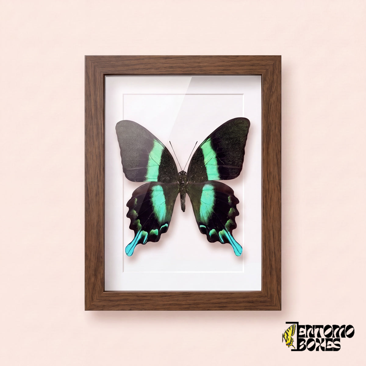 Cola de golondrina (Papilio blumei) en un marco vitrina de madera oscura, vista frontal