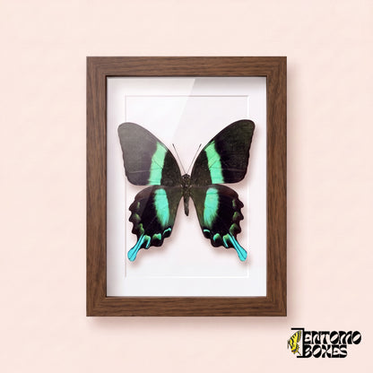 Cola de golondrina (Papilio blumei) en un marco vitrina de madera oscura, vista frontal