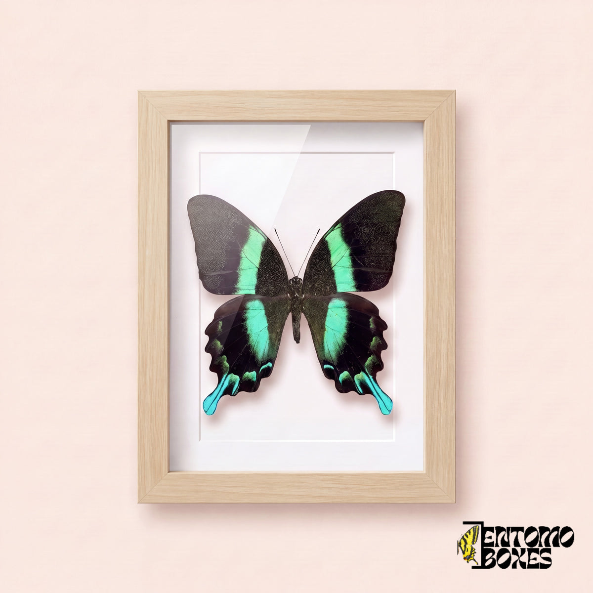 Cola de golondrina (Papilio blumei) en un marco vitrina de madera clara, vista frontal