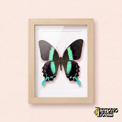 Cola de golondrina (Papilio blumei) en un marco vitrina de madera clara, vista frontal